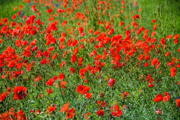 Red Poppy, Německo — Stock fotografie