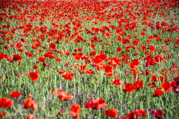 Amapola Roja, Alemania — Foto de Stock