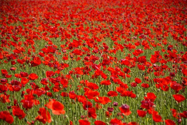 Amapola Roja, Alemania — Foto de Stock