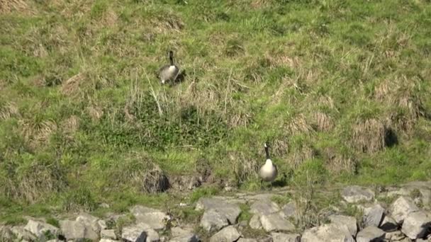 Kanadagås Branta Canadensis Stor Vild Gås Med Svart Huvud Och — Stockvideo