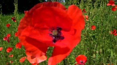 Papaver, Avrasya, Afrika ve Kuzey Amerika 'nın ılıman ve soğuk bölgelerine özgü 70100 tür cinsidir..