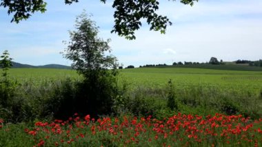 Papaver, Avrasya, Afrika ve Kuzey Amerika 'nın ılıman ve soğuk bölgelerine özgü 70100 tür cinsidir..