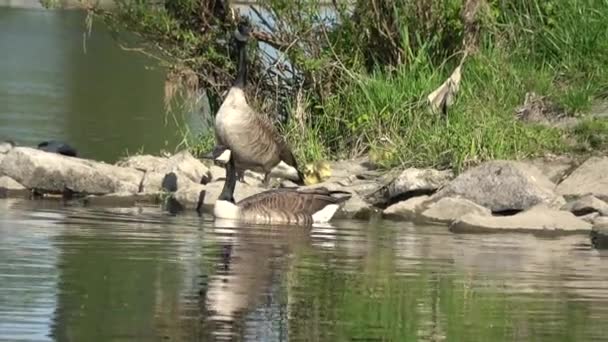 Kanadyjska Gęś Branta Canadensis Duży Gatunek Dzikiej Gęsi Czarną Głową — Wideo stockowe