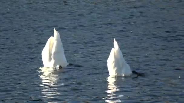 Svanar Fåglar Familjen Anatidae Inom Släktet Cygnus — Stockvideo