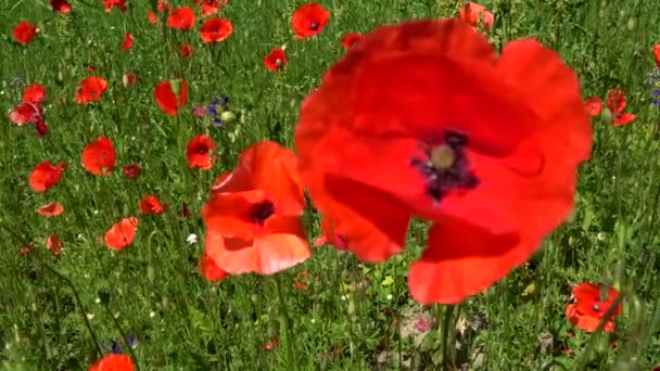 Papaver Género 70100 Especies Nativas Las Regiones Templadas Frías Eurasia — Vídeos de Stock