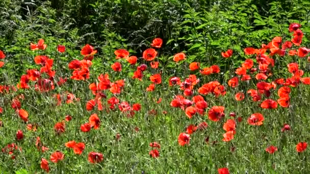 Papaver Een Geslacht Van 70100 Soorten Behorende Tot Gematigde Koude — Stockvideo