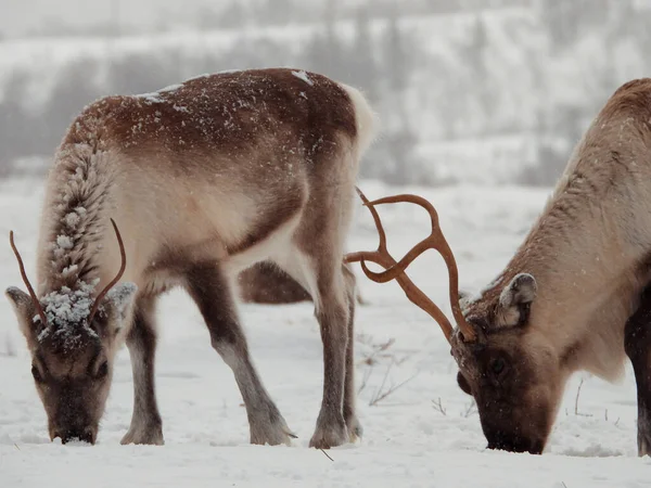 Reindeer Rangifer Tarandus Species Deer Cervidae Circumpolar Distribution Native Arctic — Stock Photo, Image