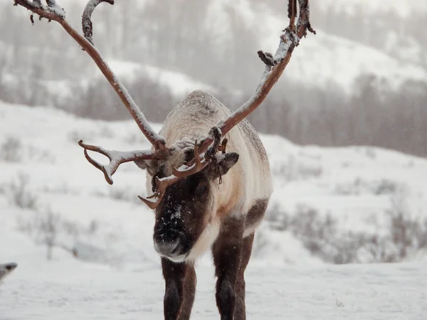 Das Rentier Rangifer Tarandus Ist Eine Hirscharte Cervidae Mit Zirkumpolarer — Stockfoto