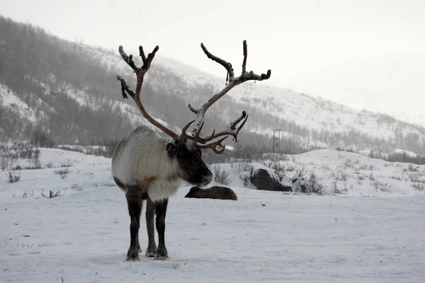 Rangifer Tarandus Uma Espécie Cervo Cervidae Com Distribuição Circunpolar Nativa — Fotografia de Stock