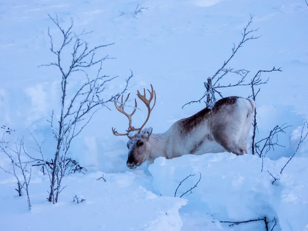 Reindeer Rangifer Tarandus Species Deer Cervidae Circumpolar Distribution Native Arctic — Stock Photo, Image