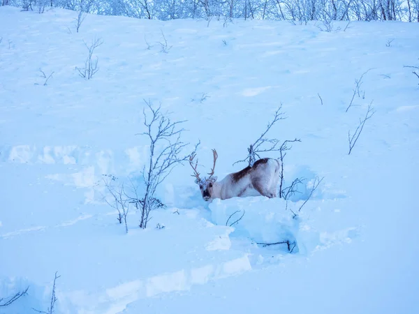 トナカイ Rangifer Tarandus 北ヨーロッパ シベリア 北アメリカの北極 亜北極 ツンドラ 北半球 山岳地帯に自生するシカ — ストック写真