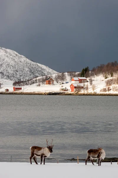 Ren Geyiği Rangifer Tarandus Geyikgiller Cervidae Familyasından Kuzey Avrupa Sibirya — Stok fotoğraf