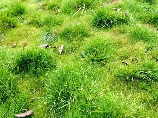 Photo of bright green grass on a slope of a hill in a park.