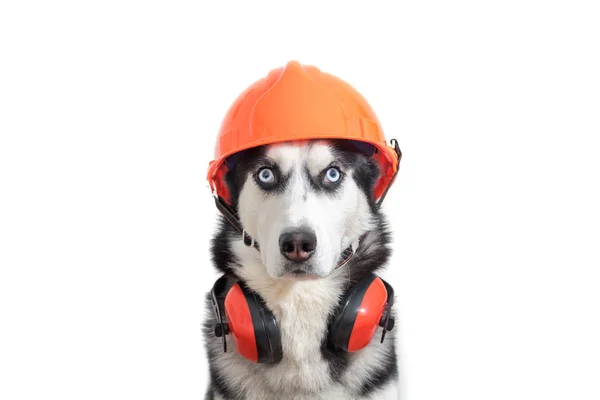 Construction hard hat for dogs hot sale