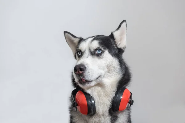 耳の保護を閉じるためにビルダーのヘッドフォンでかわいいハスキー犬の労働者. — ストック写真