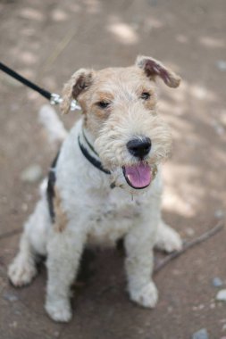 Memnun safkan tilki korkunç bir yürüyüş. O ev sahibi görünüyor