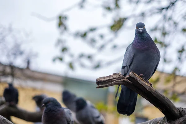 Pomba cinzenta sentada em um galho de árvore e olhando para a câmera — Fotografia de Stock