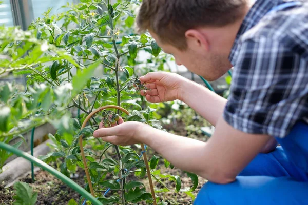 Kaukasische boer tomatenplanten In kas te controleren — Stockfoto