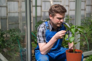 Beyaz çiftçi sera biber bitkilerde kontrol