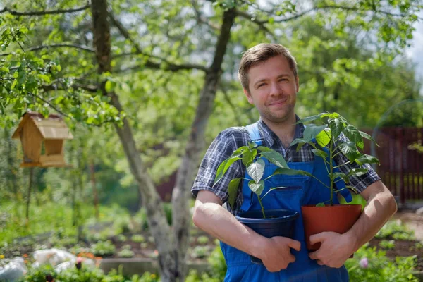 Groene plant houden in de hand — Stockfoto