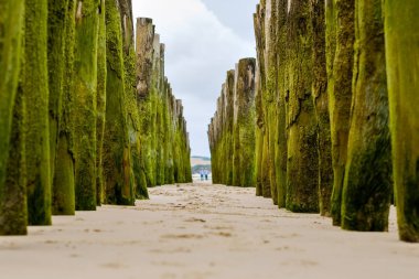 Wooden breakwaters on Wissant beach, France clipart