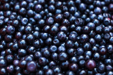 taze yaban mersini aldı