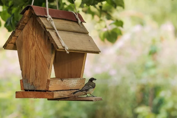 Bird feeding at backyard feeder — Stock Photo, Image