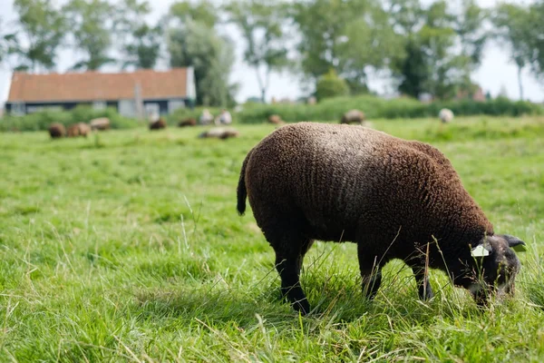 Коричневые овцы ходят по ферме на свежем воздухе, едят зеленую траву в поле . — стоковое фото
