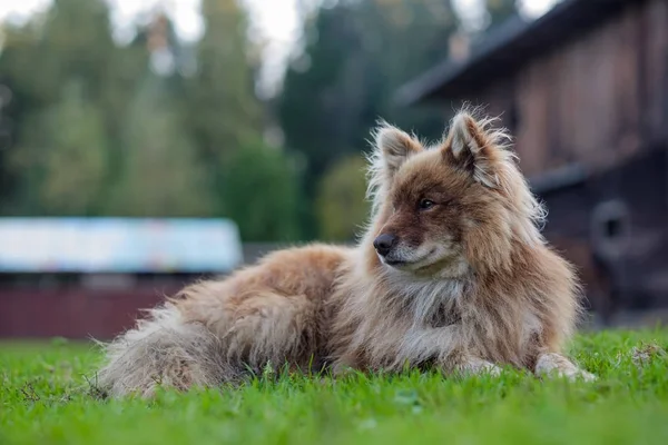 Něnecký herding laika pes odpočinku leží na zelené trávě — Stock fotografie