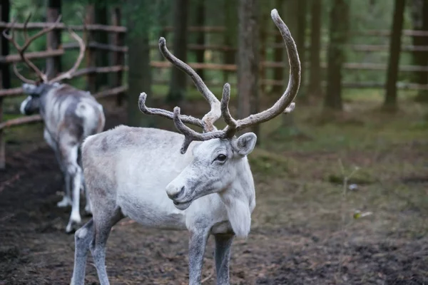 Renne femelle blanche dans une ferme écologique . — Photo