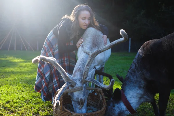 Mulher em uma saia xadrez alimentando tarandus rena no campo verde — Fotografia de Stock