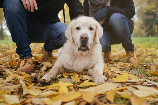 Belo cão Golden retriever deitado no chão na floresta de outono ao ar livre . — Fotografia de Stock