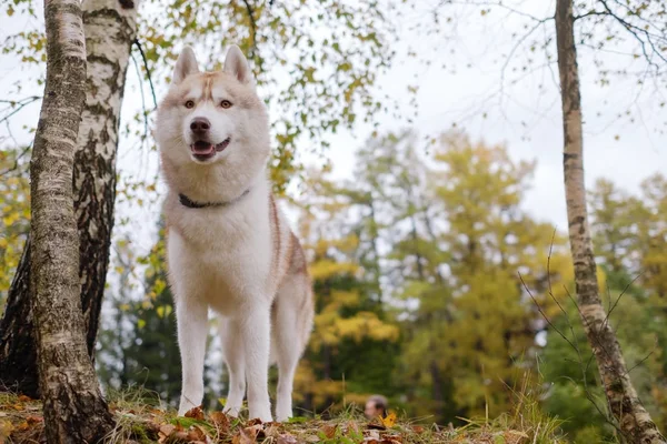 Um gingerly siberiano siberiano husky fica e olha em frente . — Fotografia de Stock