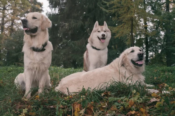Три собаки сибирских хаски и золотистых ретриверов отдыхают в осеннем парке — стоковое фото
