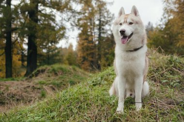 Bir dikkatle Sibirya Sibirya husky standları ve önde görünüyor.