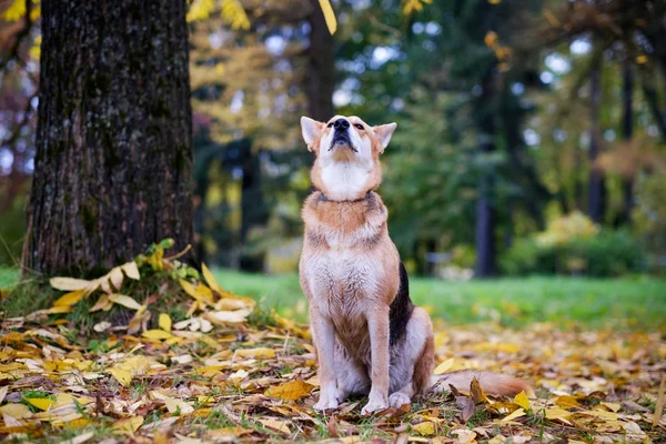 De bastaard hond zit in de herfst park en geniet van een wandeling. Rond de gevallen gele bladeren. — Stockfoto