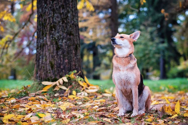 De bastaard hond zit in de herfst park en geniet van een wandeling. Rond de gevallen gele bladeren. — Stockfoto
