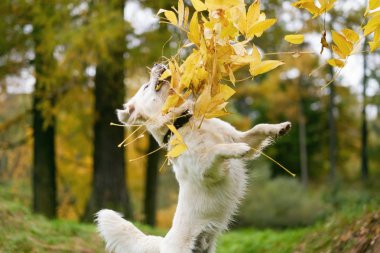 sonbahar ruh hali. İle oynayan mutlu golden retriever köpek bırakır.