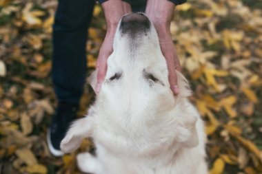 Sahibi onun altın geri almak onun yüzüne okşayarak.