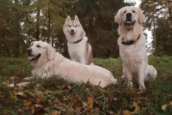 Три собаки сибирских хаски и золотистых ретриверов отдыхают в осеннем парке — стоковое фото
