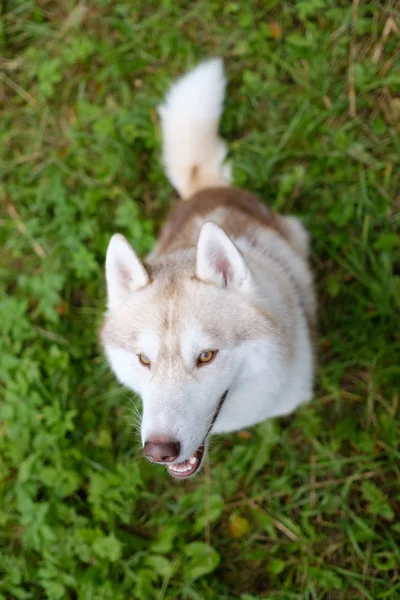 Husky siberiano inusual color rojo mira hacia arriba está esperando el comando o deliciosas golosinas durante el paseo — Foto de Stock