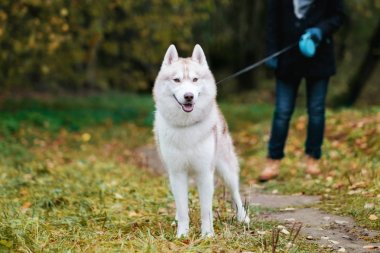 Husky köpek ile yürüyen adam