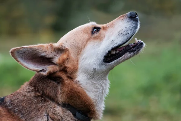 Snuit van een jonge mongrel van rode kleur vanaf een korte afstand. — Stockfoto