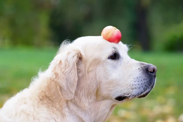 Ein Golden Retriever hält einen Apfel auf der Nase. — Stockfoto