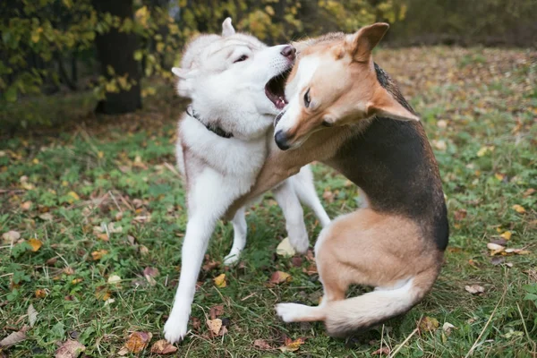 Dois cães Husky e um pooch jogar e lutar ao ar livre — Fotografia de Stock