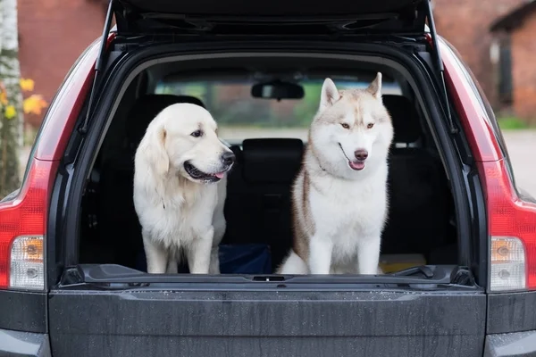 Domestic dog sitting in the car trunk. Preparing for a trip home after walking in park — Stock Photo, Image