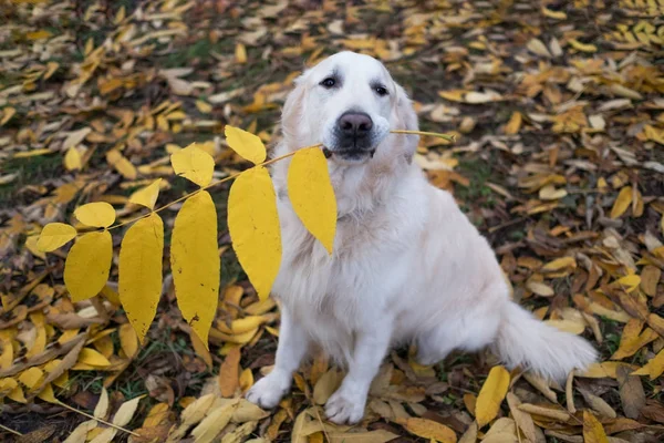 Golden retriever hond bedrijf groot geel blad in mond en wachten commando — Stockfoto