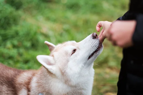 Prémio de treino. O dono dá comida ao cão para fazer uma ordem. . — Fotografia de Stock