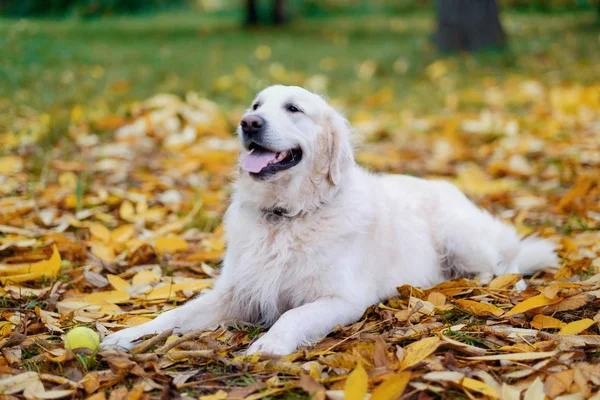 Eski Golden Retriever sonbaharda sarı yerde yatıyor.