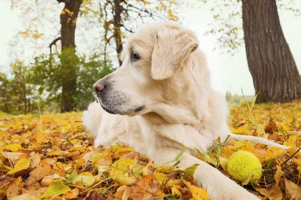 Oude Golden Retriever ligt op gele grond in de herfst. — Stockfoto